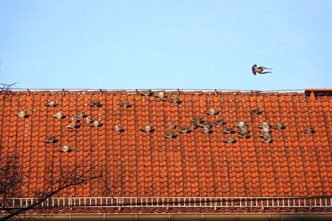 Pigeons on a roof in a city, winter, Germany