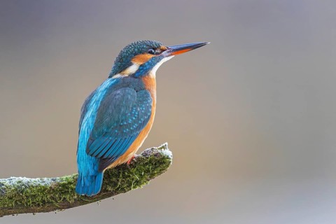 Kingfisher (Alcedo atthis) female, territory, on perch, lurking, foraging, hunting prey, fishing,