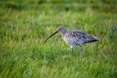 A curlew (Numenius arquata) in the grass with its typical long beak, Dümmer nature park Park, Lower