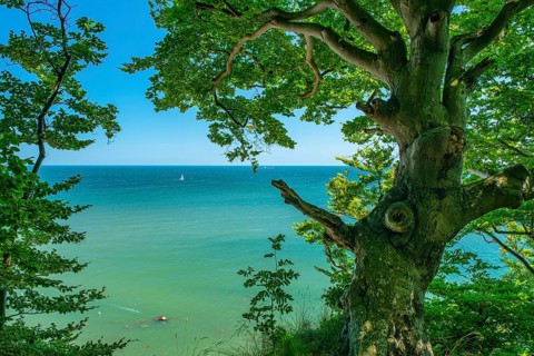View of the Baltic Sea from the chalk cliffs in Jasmund National Park on Rügen with a sailboat,