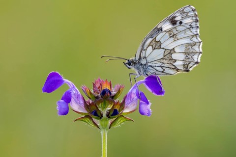 Checkerspot butterfly (Melanargia galathea) on Large Self-heal (Prunella grandiflora), Bad