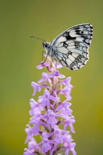 Checkerspot butterfly (Melanargia galathea) on Gymnadenia conopsea, Bad Münstereifel, North