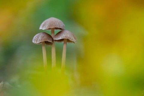 Düngerling (Panaeolus), mushroom, Ahlhorn, Lower Saxony, Germany