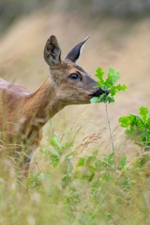 Female roe deer (Capreolus capreolus) in a meadow, grazing on a leaf, feeding, browsing, Vechta,