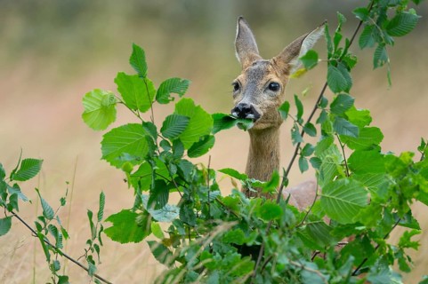 Female roe deer (Capreolus capreolus) in a meadow, grazing on a leaf, feeding, browsing, Vechta,