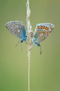 Blue butterfly (Polyommatus icarus), Goldenstedt moor, Goldenstedt, Lower Saxony, Germany