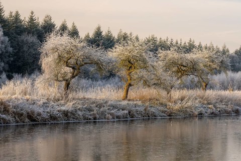 Winter hoarfrost at Ahlhorn fish ponds, Ahlhorn fish ponds, Ahlhorn, Lower Saxony, Germany