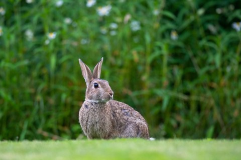 Wild rabbit (Oryctolagus cuniculus), Stapelfeld, Cloppenburg, Lower Saxony, Germany