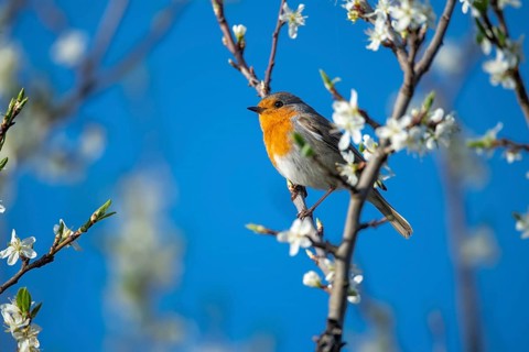 European robin (Erithacus rubecula), Vechta, Lower Saxony, Germany