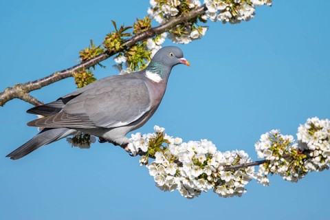 Woodpigeon (Columba palumbus) in a flowering cherry tree, Vechta, Lower Saxony, Germany