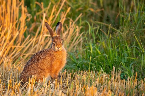 European hare (Lepus europaeus), Vechta, Lower Saxony, Germany