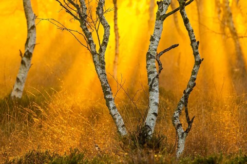 Birches (Betula) in the fog at dawn in the Molberger Dose, moor, raised bog, Molbergen, Lower