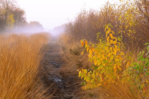 Fog is lying over the moor in Molberger Dose, Molbergen, Lower Saxony, Germany