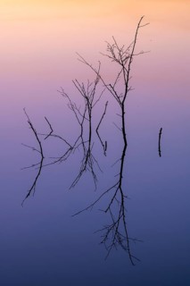 Birch (Betula) reflected in the water at dawn in the Molberger Dose, Hochmoor, Molbergen, Lower