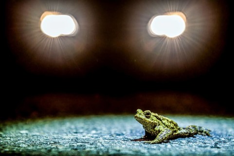 Common toad (Bufo Bufo) during toad migration at night in the spotlight, Dümmerniederung, Diepholz