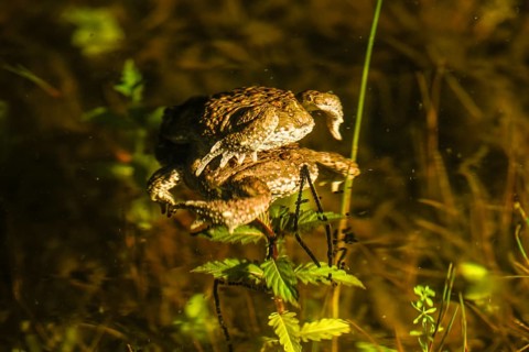 Two natterjack toads (Bufo calamita) mating in the water surrounded by plants, the female dragging