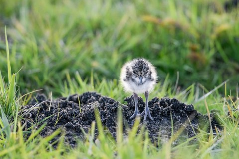 A lapwing chick (Vanellus vanellus) in down plumage in the tall grass runs curiously towards a