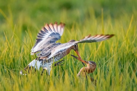 Two black-tailed godwits (Limosa limosa) in a wild territorial fight on a wet meadow, Dümmer nature