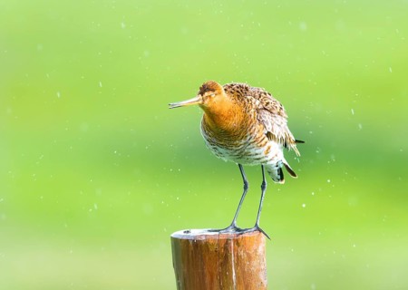 Black-tailed godwit (Limosa limosa) standing on a pole in the rain, drops form a picturesque