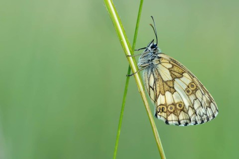 Checkerspot butterfly (Melanargia galathea), Bad Münstereifel, North Rhine-Westphalia, Germany