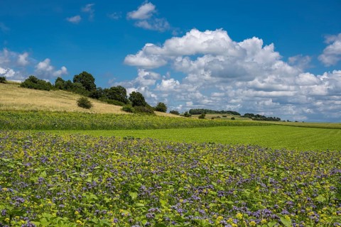 Summer landscape in the Eifel, Blankenheim, North Rhine-Westphalia, Germany