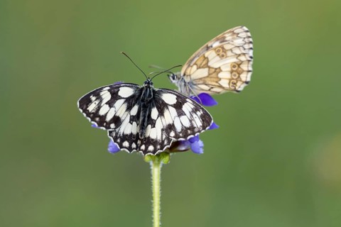 Checkerspot butterfly (Melanargia galathea) on Large Self-heal (Prunella grandiflora), Bad