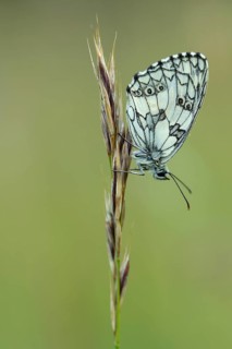 Checkerspot butterfly (Melanargia galathea), Bad Münstereifel, North Rhine-Westphalia, Germany