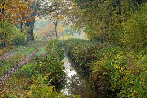 Autumn at the Ahlhorn fish ponds, forest, Ahlhorn, Lower Saxony, Germany