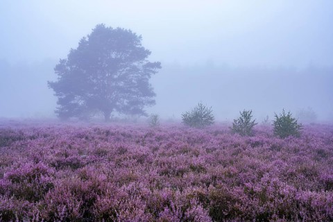 Flowering heather (Calluna vulgaris) with pine trees on a foggy morning in the Ahlhorner Heide,
