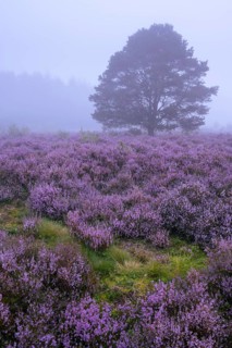 Flowering heather (Calluna vulgaris) with pine trees on a foggy morning in the Ahlhorner Heide,