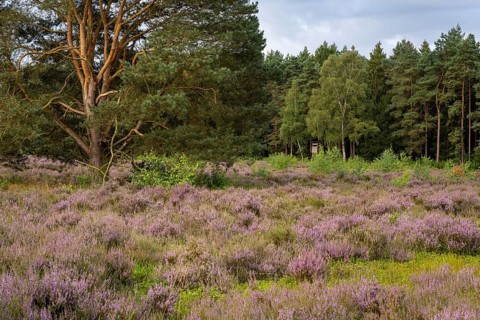 Flowering heather (Calluna vulgaris) at the Ahlhorn fish ponds in late summer, high seat, hunting,