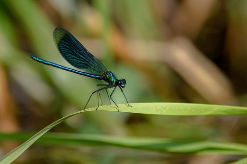 A Banded demoiselle (Calopteryx splendens) sitting on a curved leaf, iridescent wings glistening in
