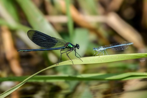 A Banded demoiselle (Calopteryx splendens) on the left and a White-legged damselfly (Platycnemis