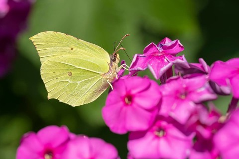 Lemon butterfly (Gonepteryx rhamni), Vechta, Lower Saxony, Germany