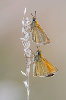 Large skipper (Ochlodes sylvanus), Ahlhorn, Lower Saxony, Germany
