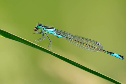 Blue-tailed damselfly (Ischnura elegans), Ahlhorn, Lower Saxony, Germany