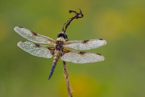 Four-spotted dragonfly (Libellula quadrimaculata), Ahlhorn, Lower Saxony, Germany
