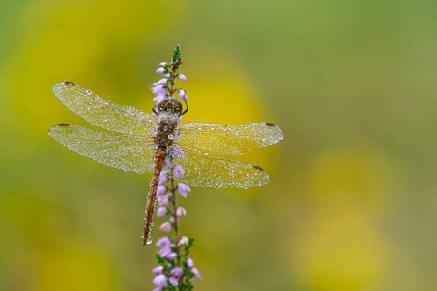 Marsh dragonfly (Sympetrum depressiusculum) in the morning dew on flowering heather (Calluna