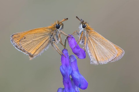 Large skipper (Ochlodes sylvanus), Ahlhorn, Lower Saxony, Germany