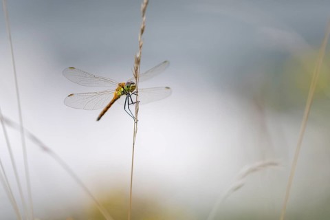 Marsh dragonfly (Sympetrum depressiusculum), Ahlhorn, Lower Saxony, Germany