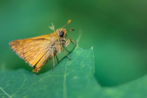 Large skipper (Ochlodes sylvanus), Ahlhorn, Lower Saxony, Netherlands