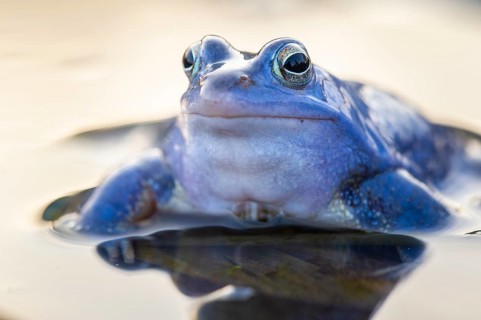 Blue moor frog (Rana arvalis) mating in the moor, Goldenstedter Moor, Lower Saxony, Germany