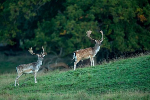 Fallow deer (dama dama), Klamptenborg, Copenhagen, Denmark