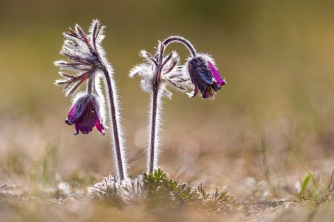 Meadow pasque flower (Pulsatilla pratensis), Rügen, Binz, Mecklenburg-Western Pomerania, Germany
