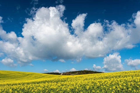 Rape field with blue sky and clouds, Rügen, Bergen, Mecklenburg-Western Pomerania, Germany