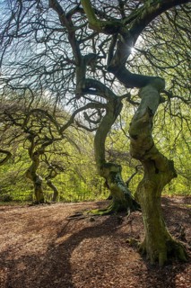Süntel beech (Fagus sylvatica) in spring, Rügen, Lietzow, Mecklenburg-Vorpommern, Germany