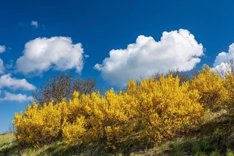 Flowering broom (Genista) at the Tempelberg on Rügen, Rügen, Bobbin, Mecklenburg-Vorpommern,