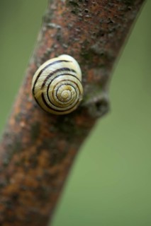 Grove slug (Cepaea nemoralis) on a branch, Rügen, Mecklenburg-Western Pomerania, Germany