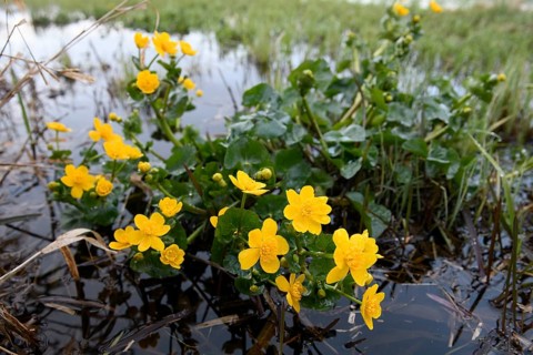 Yellow super marigolds (Caltha palustris) growing at the edge of a wet meadow, Dümmer nature park