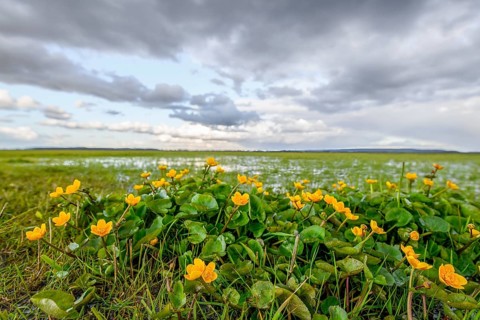 Yellow flowers of marsh marigolds (Caltha palustris) in front of a wide landscape panorama of the